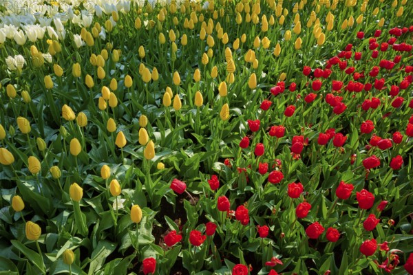 Bed of white, yellow and red tulips in full bloom, Keukenhof, Lisse, province of South Holland,