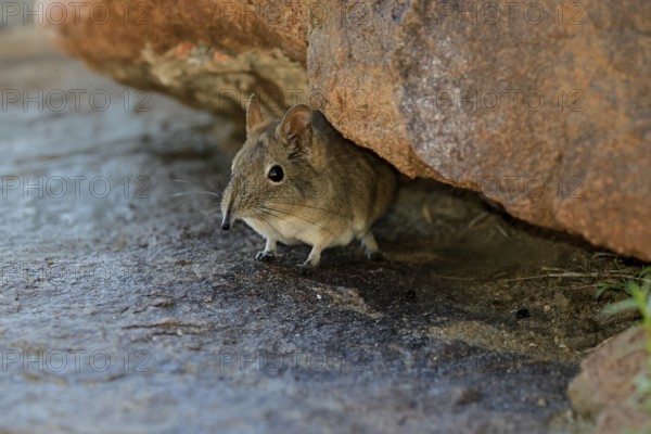 Short-eared elephant shrew (Macroscelides probosideus), adult, foraging, Mountain Zebra National