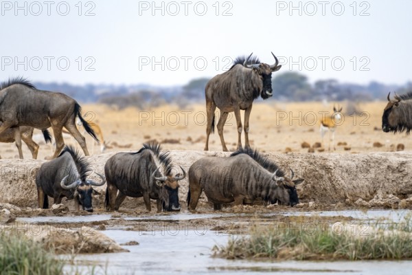 Blue wildebeest (Connochaetes taurinus), group drinking at a waterhole, Nxai Pan National Park,