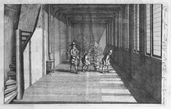 Growing, cultivating and overwintering citrus fruits, copperplate engraving from Nederlantze