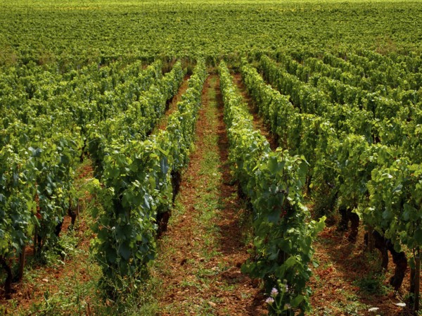Lush green grapevines dominate the landscape of Cote d'Or in Burgundy, Auvergne-Rhone-Alpes, France