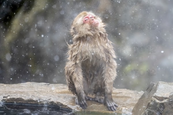 Japanese macaque (Macaca fuscata), wet, bathing, shaking the water out of its fur, in winter,