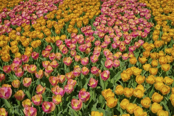 A vibrant flower field with yellow and pink tulips in full bloom, representing spring, Keukenhof,