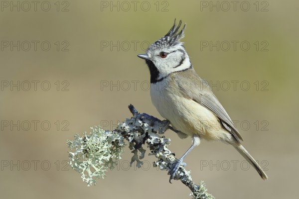 Crested Tit (Lophophanes Scalloped ribbonfish), on a branch overgrown with lichen, Wilnsdorf, North