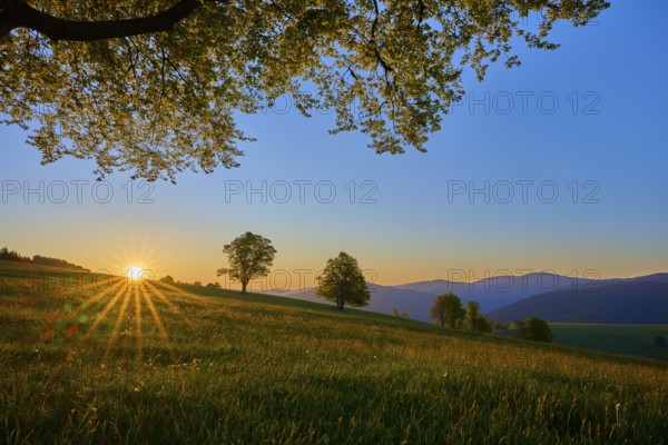 Green meadow with trees at sunrise, warm sunbeams flood the landscape, spring, Schauinsland,
