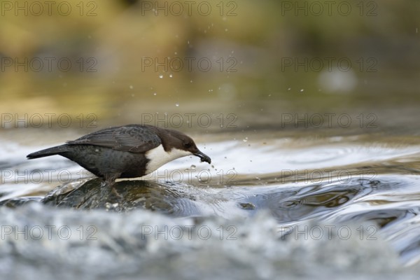 Successful... White-throated Dipper (Cinclus cinclus) standing on a stone in the middle of flowing