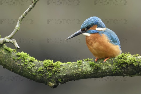 Cavity-nesting bird... Kingfisher (Alcedo atthis) with soil on its beak, probably just digging at