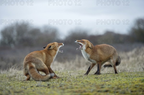 Snarling... Fox, red fox (Vulpes vulpes), two foxes, red foxes have come into conflict with each