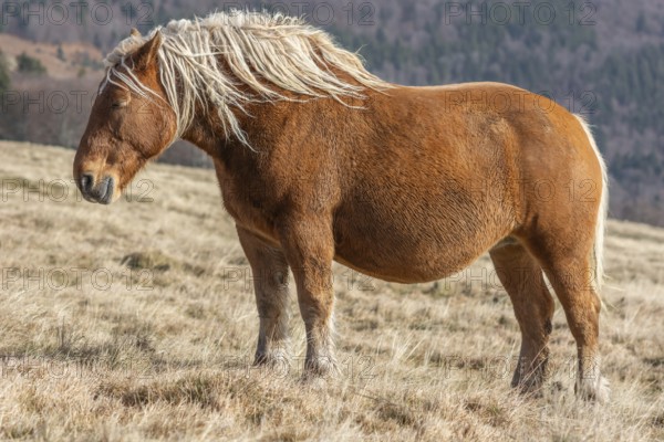 A brown horse with long hair is standing in a field. The horse seems to be looking to the left.