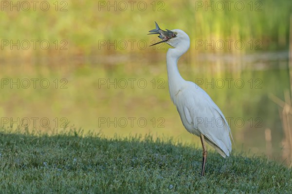 Silberreiher (Casmerodius albus) Great Egret