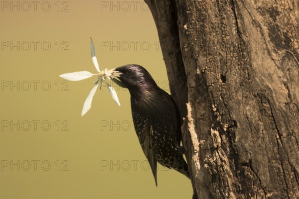 Common Starling (Sturnus vulgaris) at nest hole with nesting material in beak, Serbia