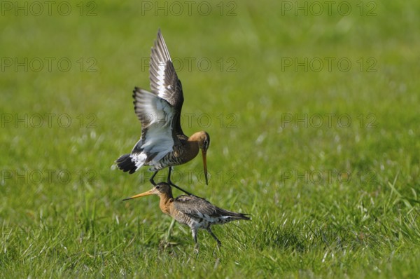 Uferschnepfe (Limosa limosa), Black-tailed Godwit, kaempfende Altvoegel, Mai, Nijkerk, Gelderland,