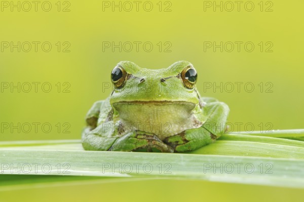 European tree frog, Hyla arborea, sitting on grass straw with clear green background. Nice green