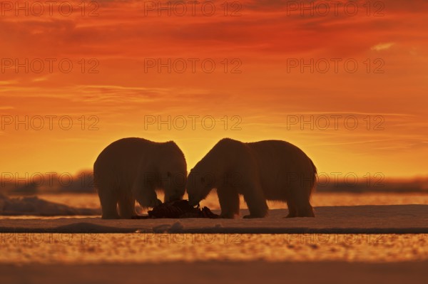 Two polar bears with killed seal. White bear feeding on drift ice with snow, Svalbard, Norway.