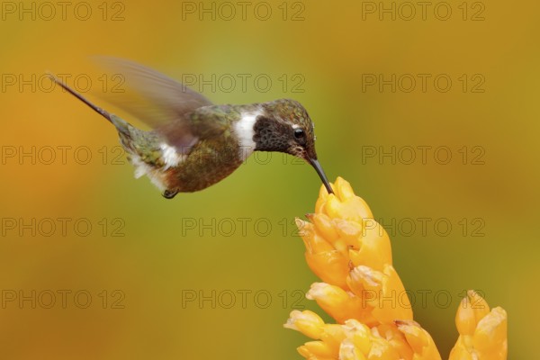 Humminbird frm Colombia in the bloom flower, Colombia, wildlife from tropic jungle. Wildlife scene