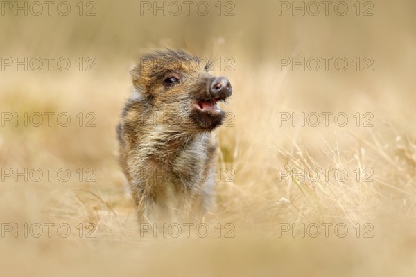 Cute animal in forest. Portrait of wild pig, grass meadow. Young Wild boar, Sus scrofa, running in
