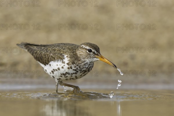 Spotted Sandpiper (Actitis macularius) foraging, North Rhine-Westphalia, Germany