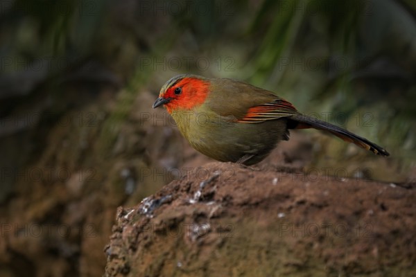 Scarlet-faced liocichla, Liocichla ripponi, bird with red face from Vietnam and China. Animal from