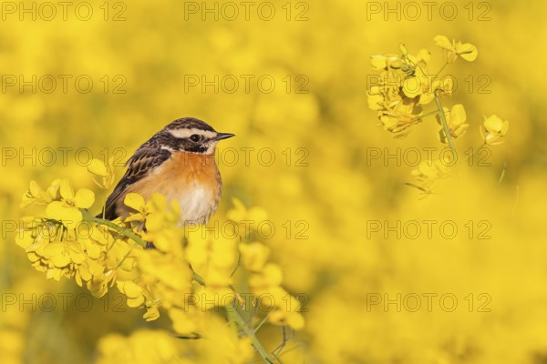 Whinchat (Saxicola rubetra) male in a rape field, Saxony-Anhalt, Germany