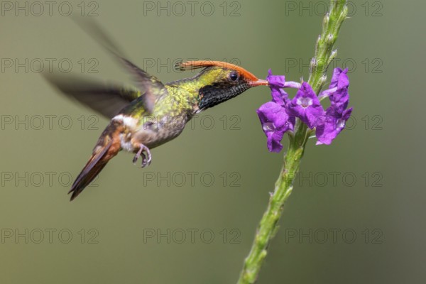 Rufous-crested Coquette (Lophornis delattrei) flying while feeding at a flower in Manu National