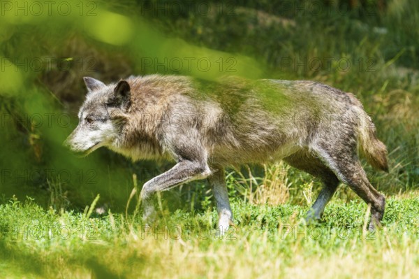 A grey wolf moves cautiously through the tall grass, Timberwolf, wolf, American wolf, (Canis lupus