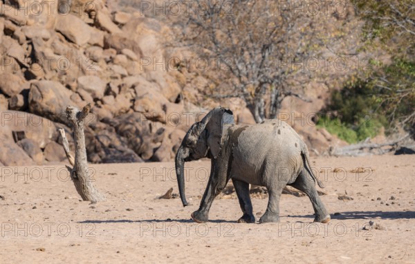 Juvenile African elephant (Loxodonta africana), desert elephant, near the Hoanib River, Damaraland,