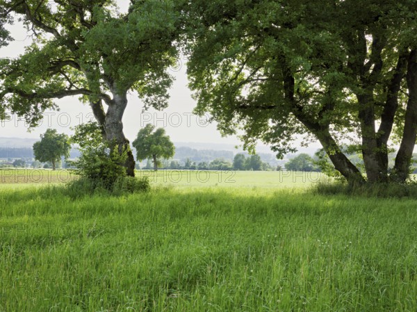 English oak (Quercus robur), standing in meadow, Siebeneichen nature reserve, Freiamt, Canton