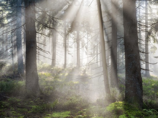 Natural spruce forest with morning fog, sunbeams break through the fog, at the Dreisesselberg,