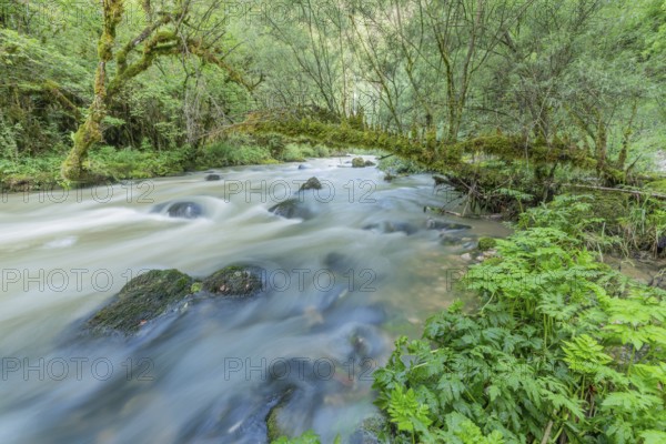 A river flows through a lively forest with smooth rocks that are partially submerged in the water.