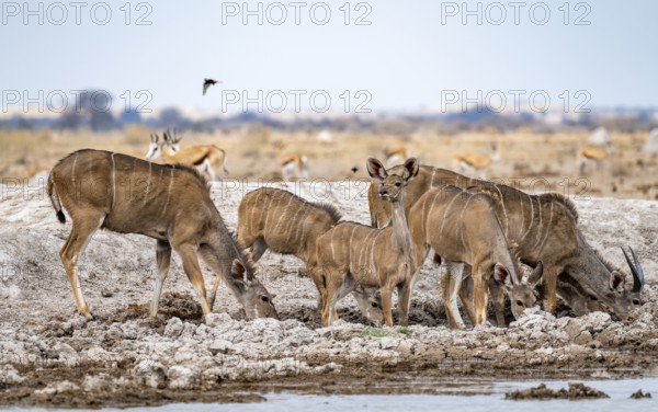 Greater kudu (Tragelaphus strepsiceros), herd, drinking at waterhole, Nxai Pan National Park,