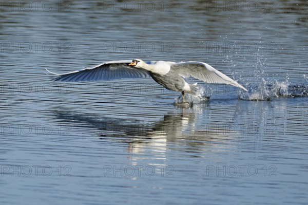 Mute swan (Cygnus olor), on landing approach, Flachsee nature reserve, Freiamt, Canton Aargau,