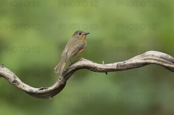 Hill Blue Flycatcher (Cyornis banyumas) female, Yunnan, China