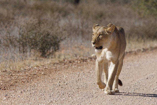 African lion (Panthera leo), lioness, adult female walking on a dirt road, Kgalagadi Transfrontier