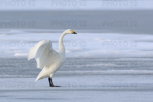 Tundra Swan (Cygnus bewickii) standing on a frozen body of water, on a patch of ice, flapping its