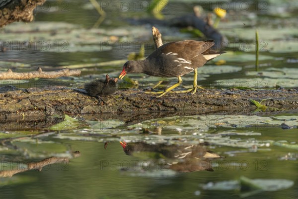 A common moorhen (Gallinula chloropus) provides food for its two-week-old young owl. Bas rhin,