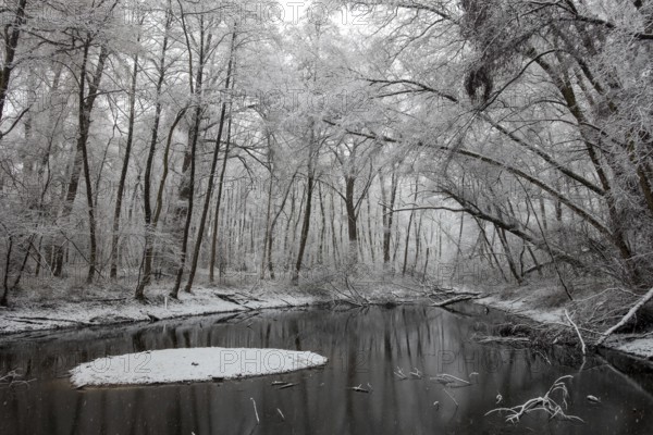 Standing water in riparian forest in winter, late onset of winter in North Rhine-Westphalia, heavy