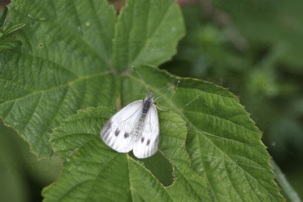 White butterfly (Pieris napi), female, white, leaf, The butterfly sits with spread wings on a green
