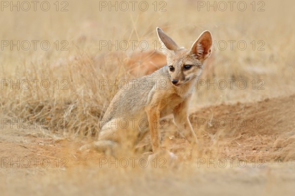 Indian Fox, Vulpes bengalensis, Ranthambore National Park, India. Wild animal in nature habitat.