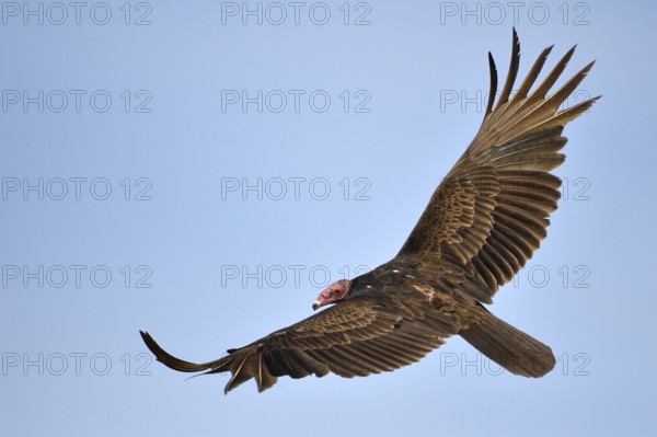 Turkey Vulture (Cathartes aura), Texas, USA
