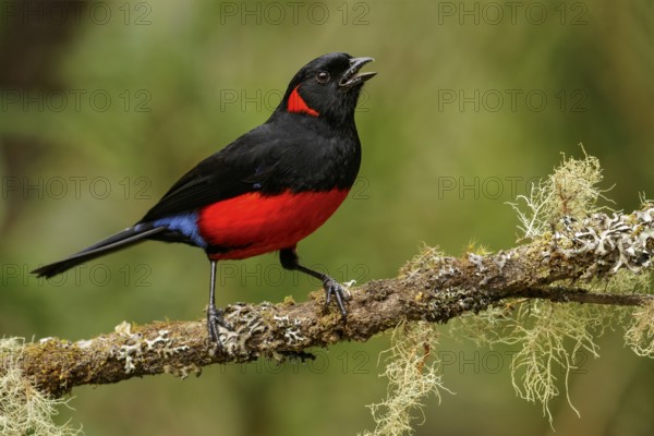 Scarlet-bellied Mountain-Tanager (Anisognathus igniventris) perched on a branch in the Andes
