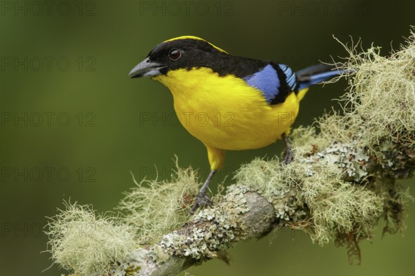 Blue-winged Mountain Tanager (Anisognathus somptuosus) perched on a branch in the Andes mountains