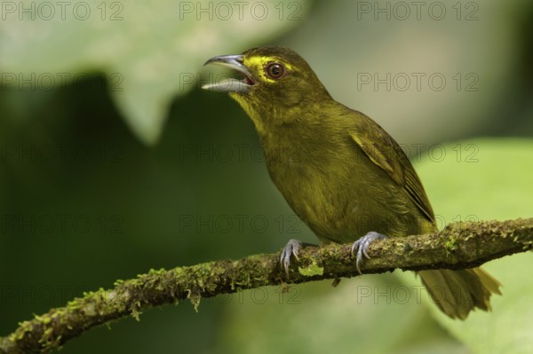 Lemon-spectacled Tanager (Chlorothraupis olivacea) perched on a branch in the Andes mountains of