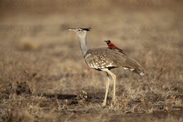 Arabian Bustard (Ardeotis arabs) with Northern Carmine Bee-eater (Merops nubicus) on its back,