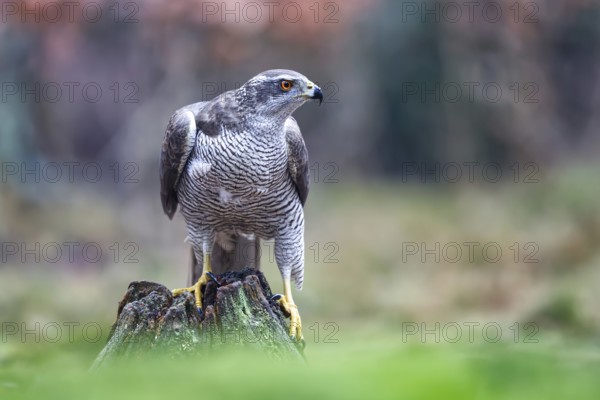 Northern Goshawk (Accipiter gentilis) female, Netherlands