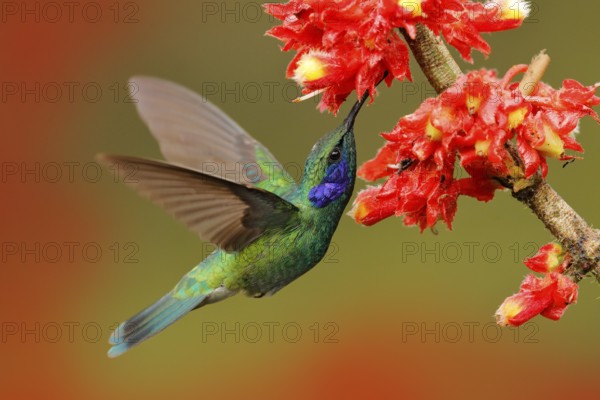 Hummingbird with pink bloom in forest habitat. Green Violet-ear, Colibri thalassinus, flying in the