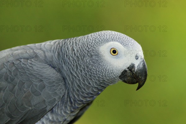Detail portrait of beautiful grey parrot. African Grey Parrot, Psittacus erithacus, sitting on the