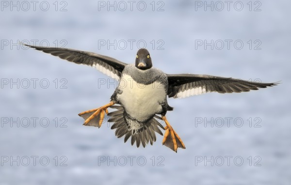 Common Goldeneye (Bucephala clangula) female, Canada