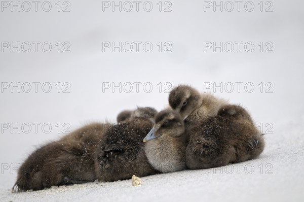 Eiderente (Somateria mollissima), Eider, ruhende Jungvoegel am Strand, Juni, Duene der Insel