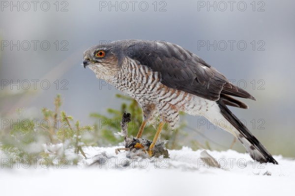 Eurasian sparrowhawk, Accipiter nisus, sitting on the snow in the forest with caught little