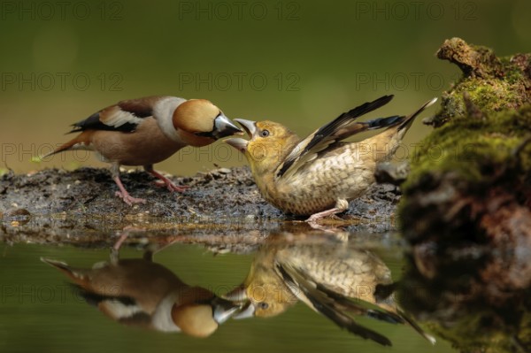 Appelvink man voert een appelvink jong, Hawfinch, Coccothraustes coccothraustes male is feeding